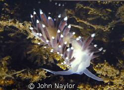 nudibranch.St. Abbs marine reserve scotland by John Naylor 